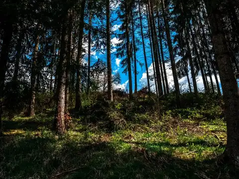 The Black Forest