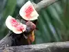 Kerala reports fresh Nipah Virus case: Check symptoms, ways to prevent and other key details