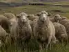 South Africa's Drakensberg grasslands still look the same, but farmers say droughts, heatwaves, and disease are quietly changing what the land can support
