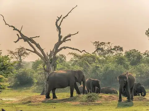 Go on safari in Yala National Park