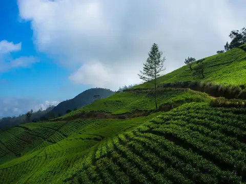 Explore the tea country around Nuwara Eliya