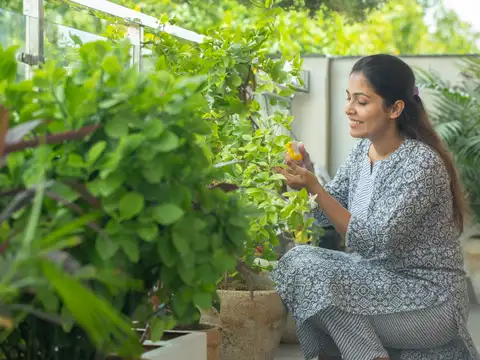 Create a rooftop garden
