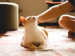 Are male cats more loving and loyal? Studies suggest: 'Not just gender but colour....'