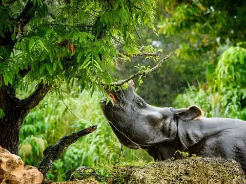 A different side of the wild