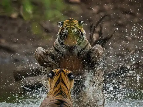 Ranthambore National Park, Rajasthan