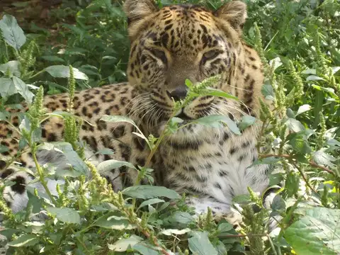Dachigam National Park, Jammu & Kashmir