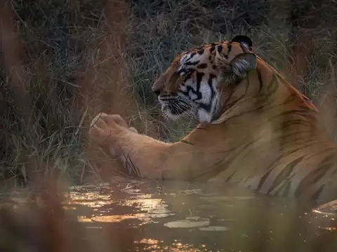 Tadoba Andhari Tiger Reserve, Maharashtra
