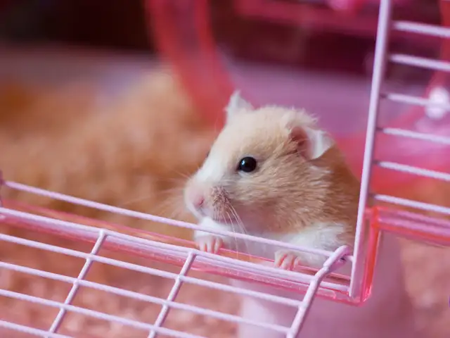 Follow the advice of a veterinarian: 