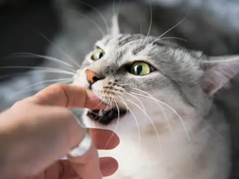  Are you or your family members allergic to the pet?