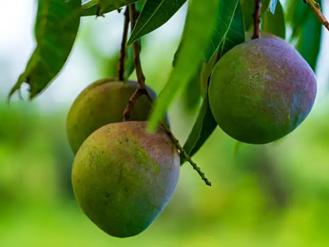 ​Feed your eyes the nutrition they need​