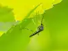 5 Mosquito-repelling plants to grow at home