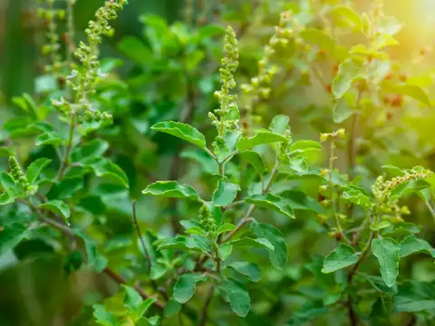 Tulsi (Basil)