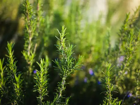 Rosemary