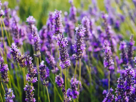 Lavender