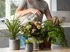 5 essentials to follow this June to maintain the health of your indoor plants