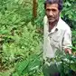 Image for From insurgency to Arabica: Nagaland fin