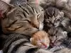Italian proverb of the day: 'The hasty cat gave birth to blind kitten.' Life lessons on patience, careful decisions and why rushing often leads to mistakes
