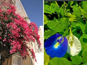 7 flowering creepers that can turn your balcony into a blooming wall of colour