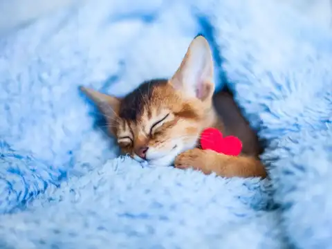 Make Pet Bedding Or Animal Mats