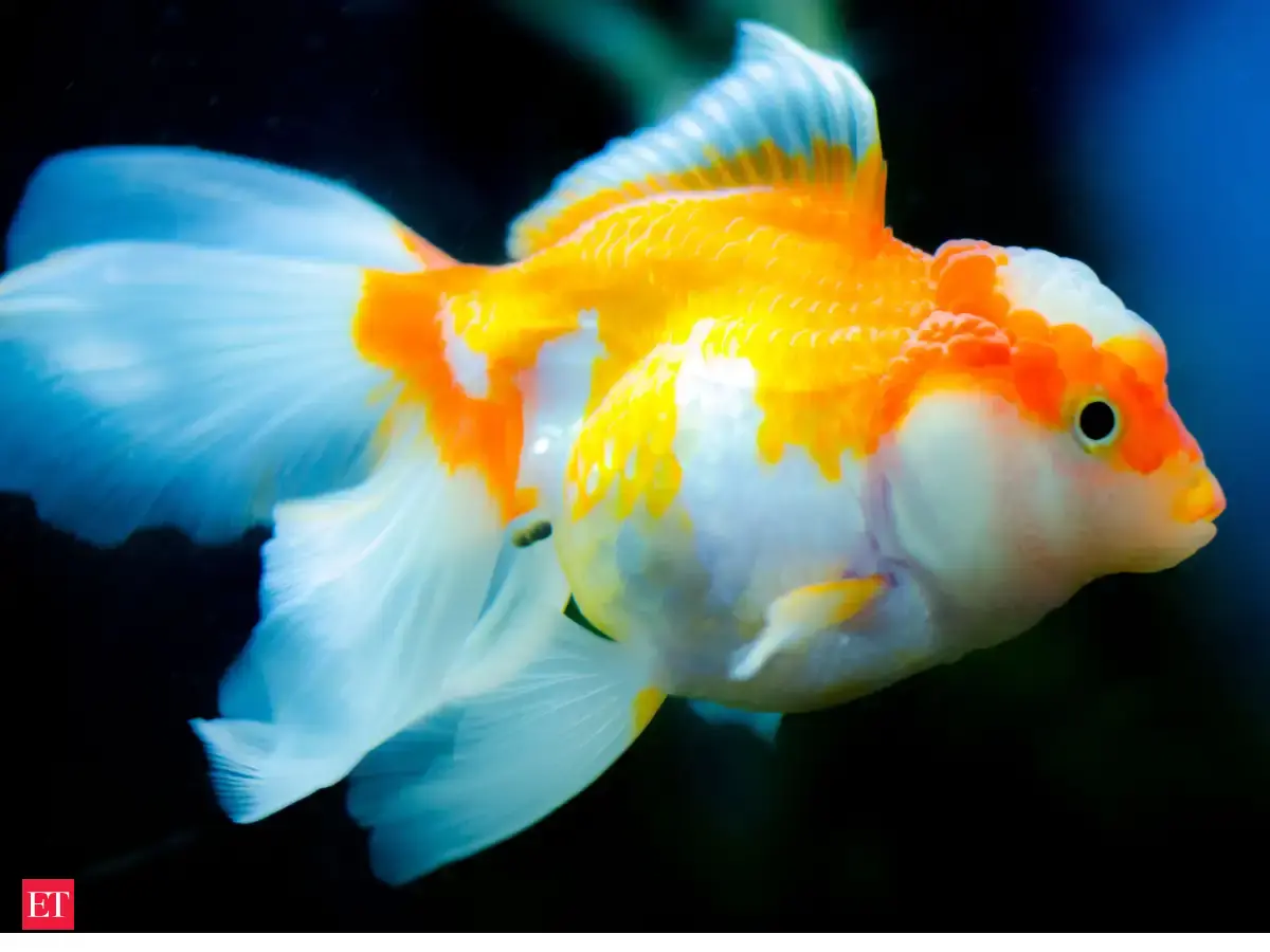 From pet to pest: A 2026 experiment reveals that releasing goldfish ...