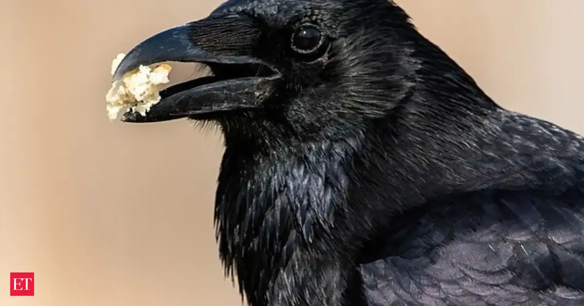 Woman who rescued injured crow keeps getting 'thank-you gifts' from ...