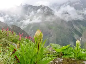 A flower that blooms only once a year for one night awaits at this UNESCO site 500 kms from Delhi. What else to check here?