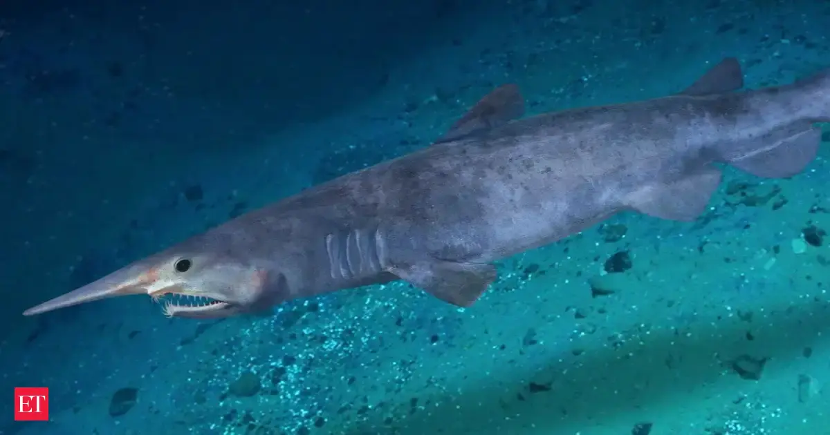 Scientists just filmed the goblin shark, a 125-million-year-old "living ...