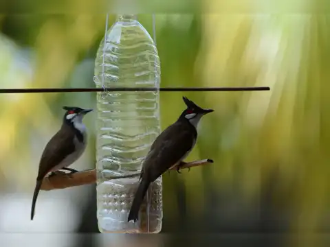 Relocate bird feeders and birdbaths