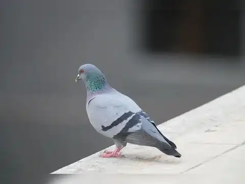 Eliminate favourite perching spots