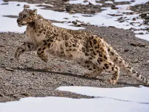 Snow leopard retreats from a pack of dogs. Uttarakhand forest officer says the real problem is not the dogs but...
