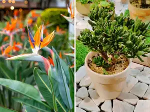 Not just jade or aloe vera: 7 exotic plants believed to bring luck, wealth and happiness
