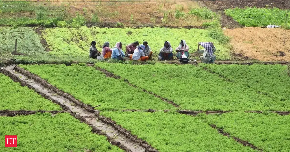 El Nino fear pushes farmers in Srikakulam and Vizianagaram towards water-saving paddy methods