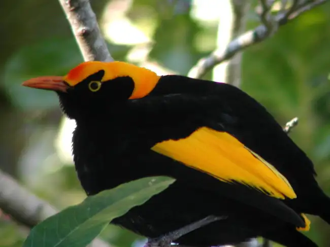 Study finds urban male bowerbirds in Queensland use human-made objects ...