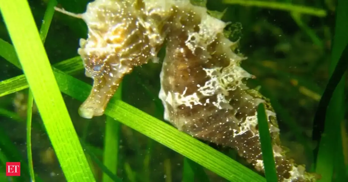 Scientists just trained AI to spot hidden seahorses, shark fins, and sea cucumbers in airport X-ray scans, and the 86% to 96% detection rates could give customs officers a new way to catch marine wildlife smugglers — GLOBAL — Aslikannih