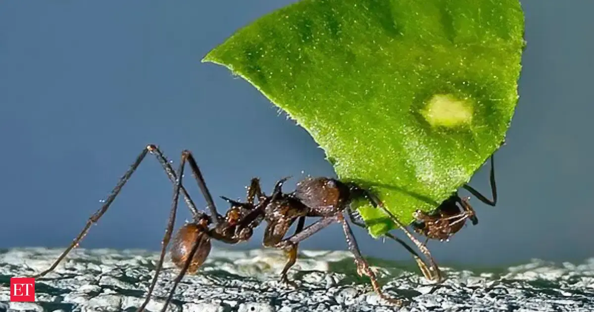 Ants distracted by potato chips in Panama may be forgetting one of their biggest jobs, and scientists say - The Economic Times