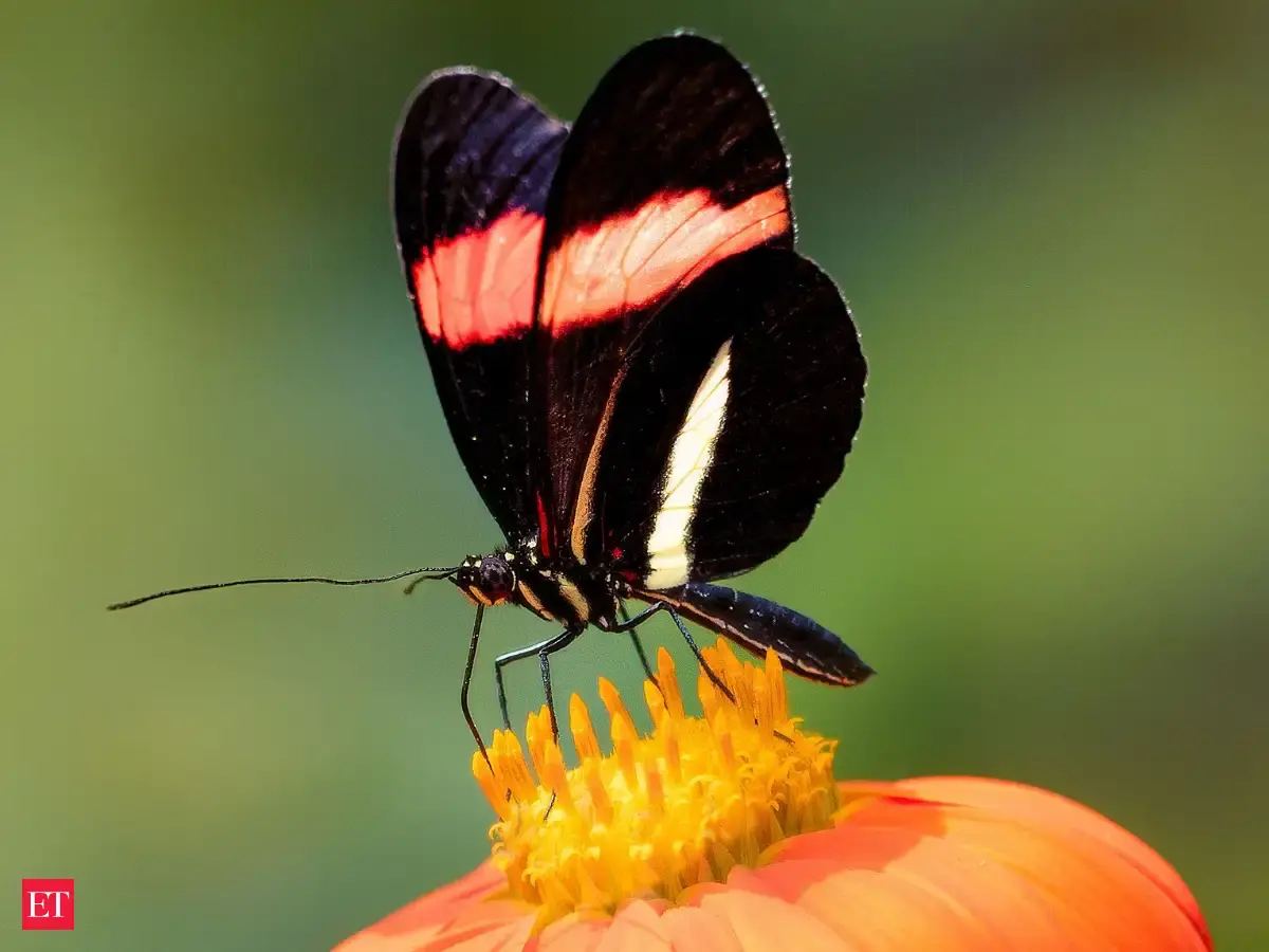 Scientists found a tropical butterfly that appears to slow its own aging, and one species can live for 348 days as a result