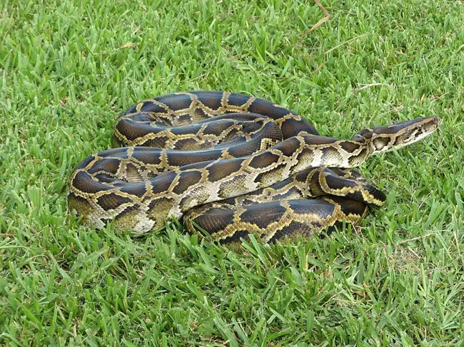 Burmese python