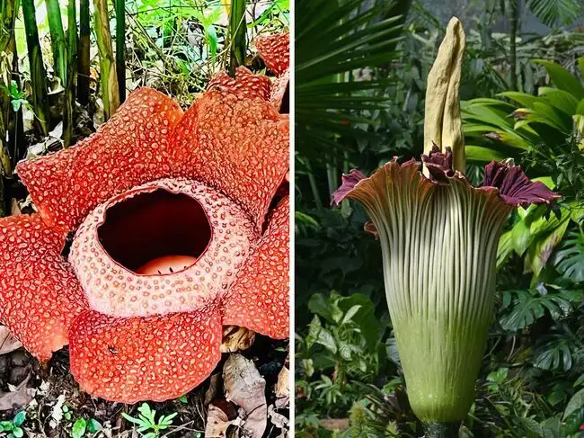 From flowers that smell rotten to trees with red 'blood': 7 strange ...