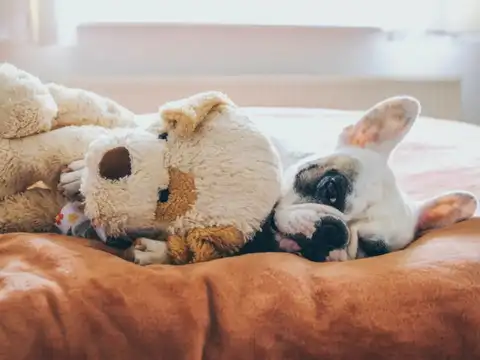 Create Pet Bedding Covers