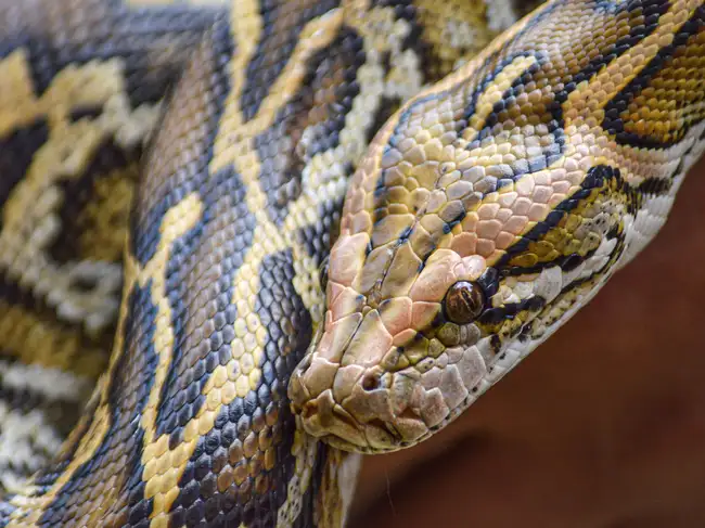 Pet pythons escaped into Florida in the 1970s, spread for decades ...