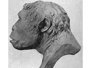 java: In 1894, a Dutch anatomist brushed sediment from a riverbank in ...