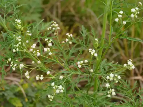 Parthenium Weed