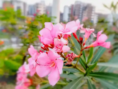 Oleander