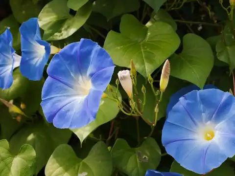 Morning Glory