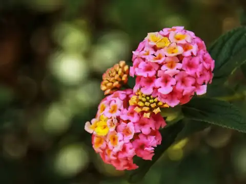 Lantana