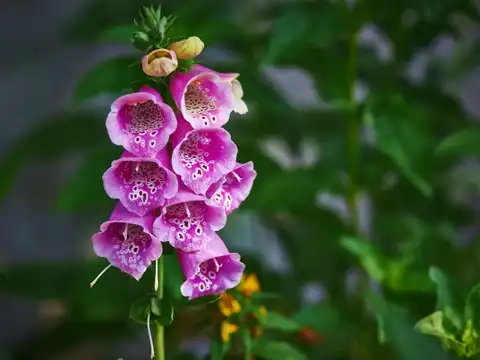 Foxglove