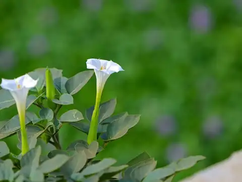 Datura