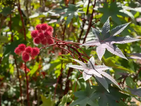 Castor Bean Plant