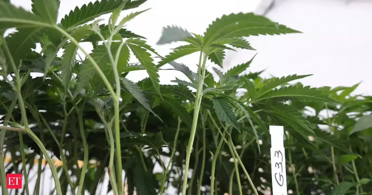 Cannabis aroma compounds may ease chronic pain 
