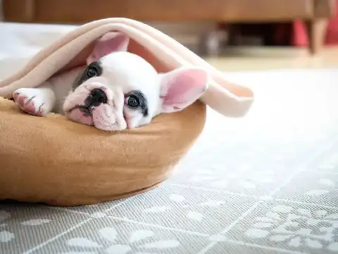 Make A Comfortable Pet Bed